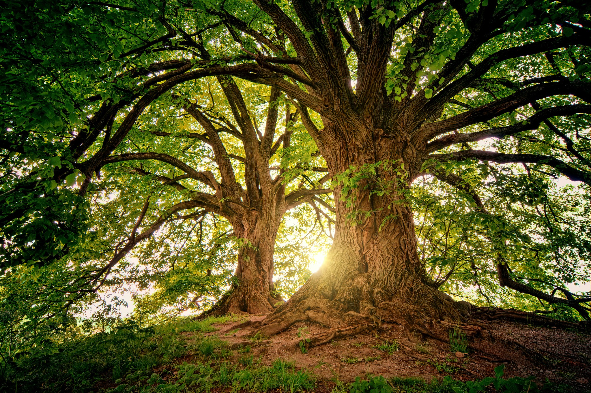 Tree branches and foliage