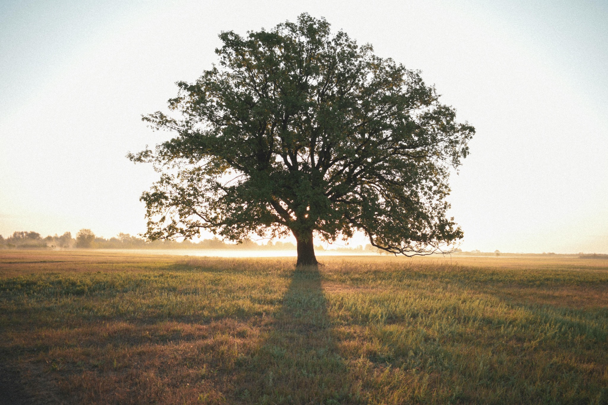 Tree at sunrise
